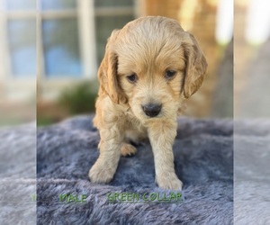 Goldendoodle (Miniature) Puppy for sale in FLOWER MOUND, TX, USA