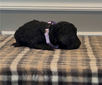 Small Photo #28 Bernedoodle-Labradoodle Mix Puppy For Sale in MILFORD, NJ, USA
