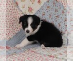 Small Photo #33 Miniature Australian Shepherd Puppy For Sale in HARRISON, OH, USA