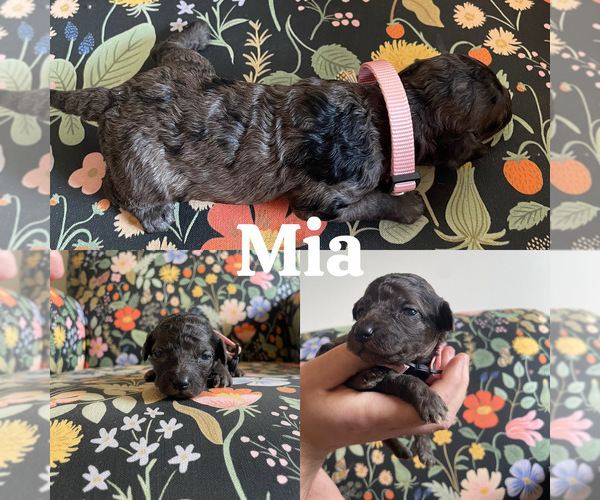 Medium Photo #5 Goldendoodle (Miniature) Puppy For Sale in NASHVILLE, TN, USA