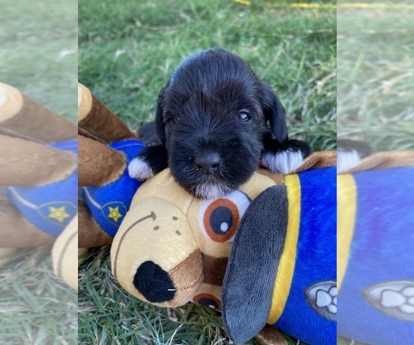 Medium Photo #1 Schnauzer (Miniature) Puppy For Sale in COMANCHE, TX, USA