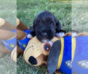 Schnauzer (Miniature) Puppy for sale in COMANCHE, TX, USA