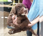 Puppy Puppy 6 Choc ch Labradoodle