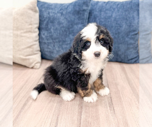 Bernedoodle (Miniature) Puppy for sale in DUNDEE, OH, USA