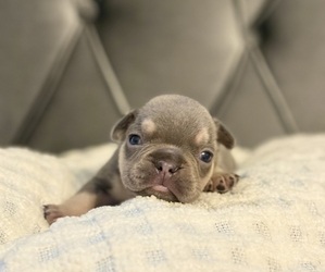 French Bulldog Puppy for sale in POWDER SPRINGS, GA, USA