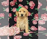 Small Photo #3 Golden Labrador Puppy For Sale in HOLTWOOD, PA, USA