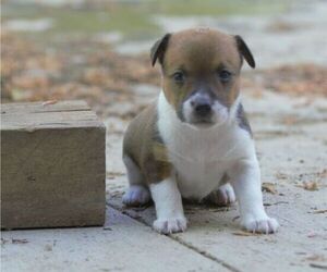 Australian Shepherd-Jack Russell Terrier Mix Puppy for sale in ORRVILLE, OH, USA
