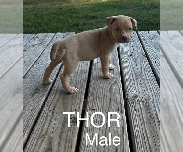 Medium Photo #8 Labrador Retriever-Unknown Mix Puppy For Sale in The Woodlands, TX, USA