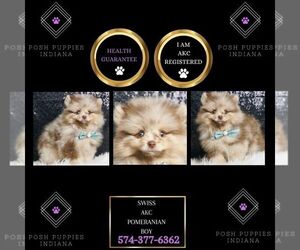 Pomeranian Puppy for sale in WARSAW, IN, USA