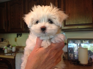 Maltese Puppy for sale in CLEVELAND, OH, USA
