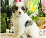 Puppy Tundra Bernedoodle (Miniature)
