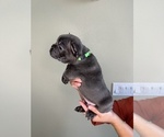 Small Photo #2 French Bulldog Puppy For Sale in CHINO HILLS, CA, USA