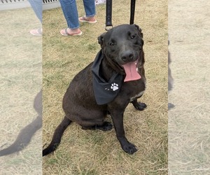 Labrador Retriever-Unknown Mix Dogs for adoption in Germantown, OH, USA