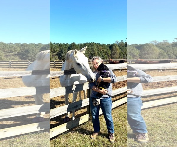 Medium Photo #3 Boston Terrier-Labrador Retriever Mix Puppy For Sale in Holly Springs, NC, USA