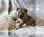 Small #6 German Shepherd Dog-Siberian Husky Mix