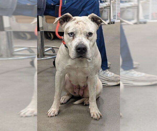 Medium Photo #1 American Bulldog Puppy For Sale in Forestville, MD, USA