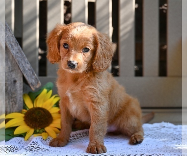 Medium Photo #1 Cavapoo Puppy For Sale in MILLERSBURG, OH, USA