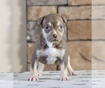 Puppy Puppy 8 American Bully