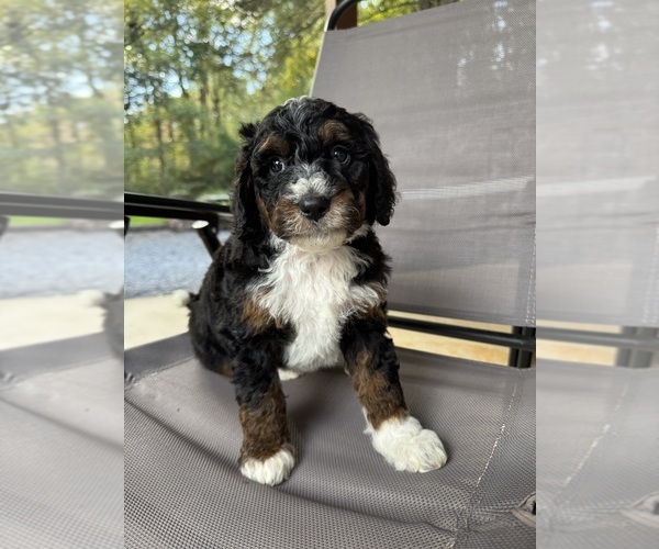Medium Photo #4 Miniature Bernedoodle Puppy For Sale in DENVER, PA, USA