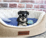 Small #4 Schnauzer (Miniature)