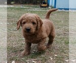 Small Photo #10 Labradoodle Puppy For Sale in ANACONDA, MT, USA