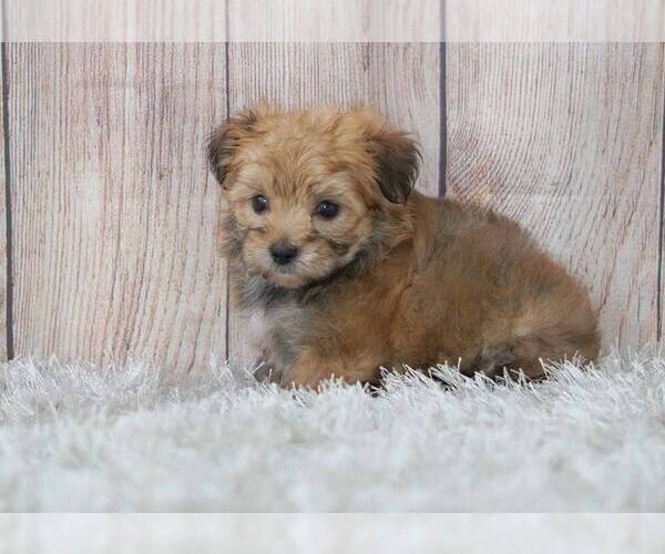 Medium Photo #7 Morkie-Unknown Mix Puppy For Sale in FULLERTON, CA, USA
