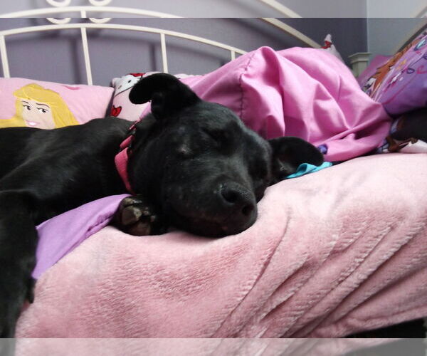 Medium Photo #2 Labrador Retriever-Unknown Mix Puppy For Sale in New London, WI, USA