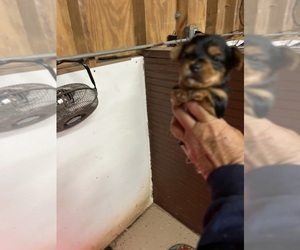 Yorkshire Terrier Puppy for sale in WHITE OAK, GA, USA