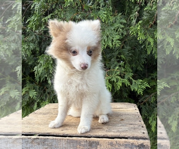 Medium Photo #2 Pomeranian Puppy For Sale in MIDDLEBURY, IN, USA