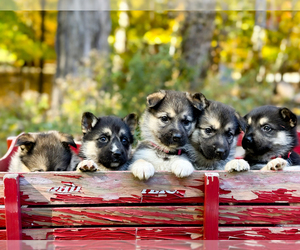 German Shepherd Dog-Siberian Husky Mix Litter for sale in LANSING, MI, USA