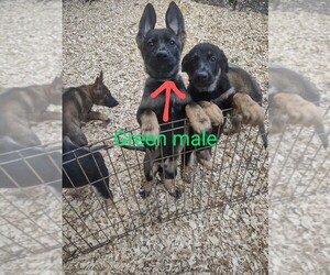 German Shepherd Dog Puppy for sale in PENROSE, NC, USA