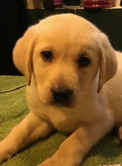 Labrador Retriever Puppy for sale in MONTGOMERY CITY, MO, USA