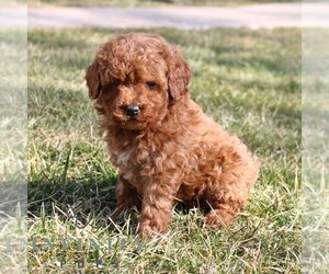Goldendoodle (Miniature) Puppy for sale in EPHRATA, PA, USA