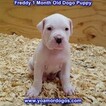 Small Photo #179 Dogo Argentino Puppy For Sale in PINEVILLE, MO, USA
