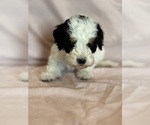 Love - Female Bernedoodle (Miniature) Puppy for Sale - Photo #7
