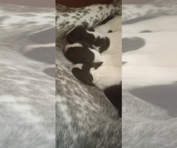 Medium Photo #5 German Shorthaired Pointer Puppy For Sale in SUMNER, ME, USA