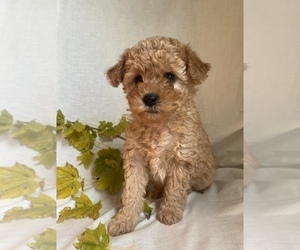 Poodle (Miniature) Puppy for Sale in RUDD, Iowa USA