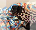 Small #3 Dachshund