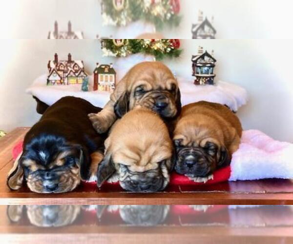 Medium Photo #2 Bloodhound Puppy For Sale in CROSSVILLE, AL, USA