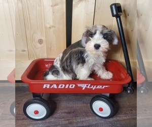 Schnauzer (Miniature) Puppy for sale in GOSHEN, IN, USA