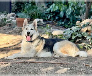 Bandit - Male Siberian Husky-Unknown Mix Dog for Adoption - Photo #6