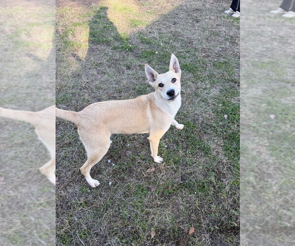 Medium Photo #1 Mutt Puppy For Sale in Elmsford, NY, USA