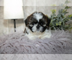 Small Photo #12 Shih Tzu Puppy For Sale in CLARE, MI, USA