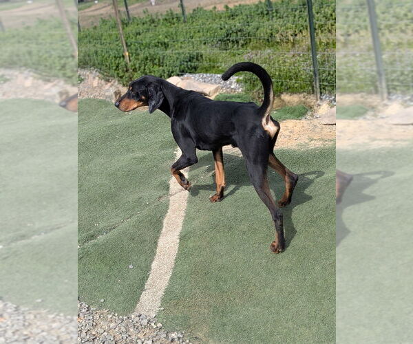 Medium Photo #2 Black and Tan Coonhound-Doberman Pinscher Mix Puppy For Sale in garner, NC, USA