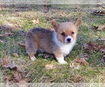 Small Pembroke Welsh Corgi