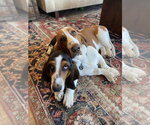 Small #2 Basset Hound