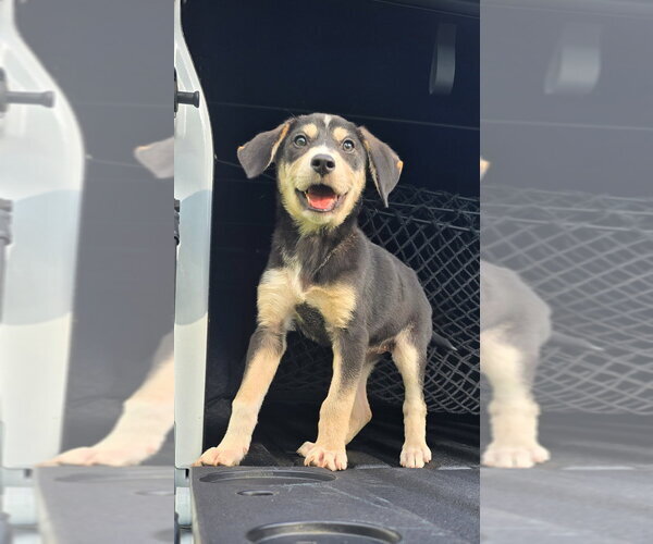 Medium Photo #2 Labrador Retriever-Unknown Mix Puppy For Sale in garner, NC, USA