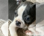 Puppy Puppy 1 Boston Terrier