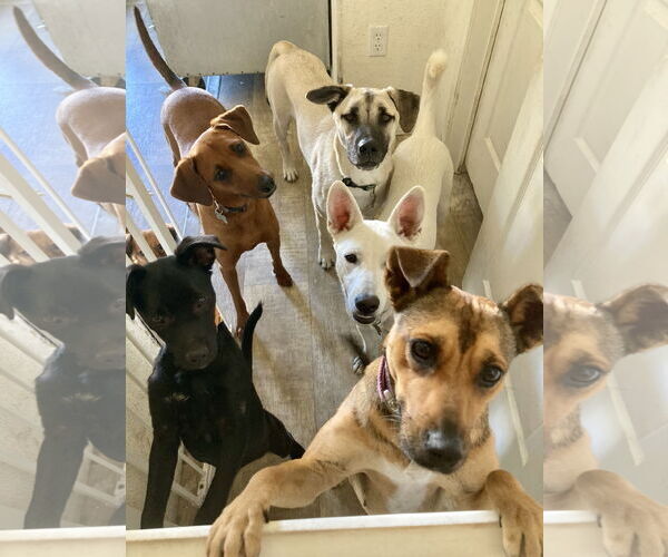 Medium Photo #3 Anatolian Shepherd-Unknown Mix Puppy For Sale in San Diego, CA, USA