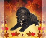 Puppy Karai Bernedoodle (Miniature)